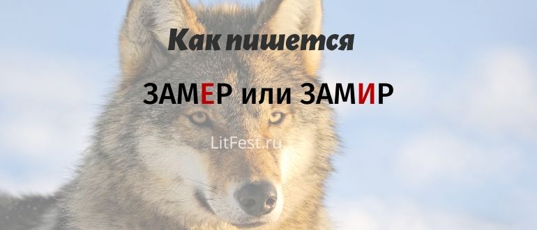 Зверь «замер» или «замир» — как проверить